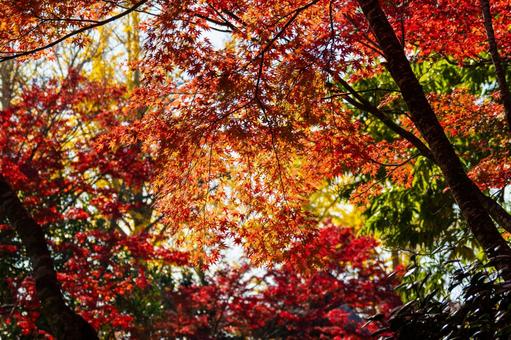 称名寺の紅葉⒂ 秋,紅葉,称名寺の写真素材