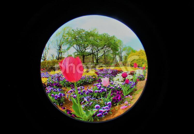 魚眼撮影のチューリップ花畑と空 チューリップ,花畑,青空の写真素材