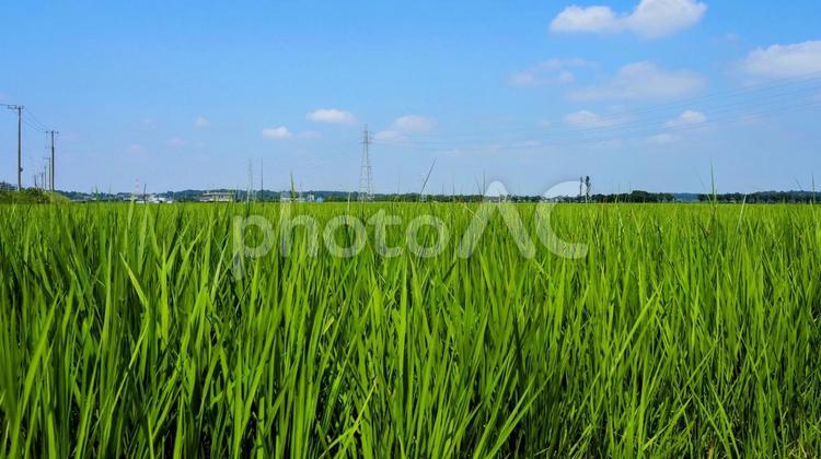 夏のふるさと広場付近・水田・千葉県佐倉市 夏,佐倉市,佐倉ふるさと広場の写真素材