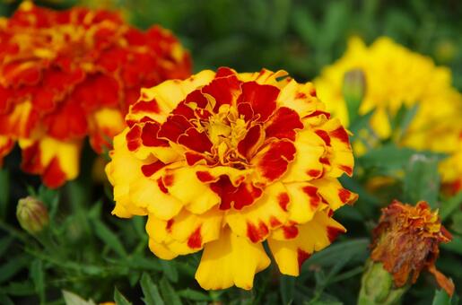 花壇のマリーゴールド 花壇のマリーゴールドの写真