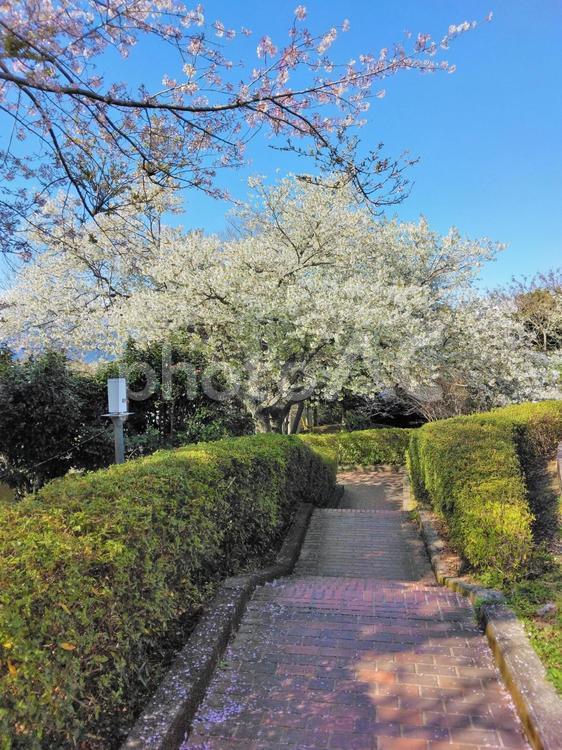 日本平の白い桜の木と趣のある階段 桜,白い花,白い桜の写真素材