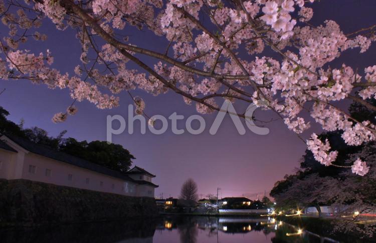 夜桜と滋賀県彦根市の佐和口多聞櫓です 桜,夜景,滋賀県の写真素材