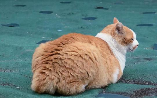 微睡んでいる 猫,動物,風景の写真素材