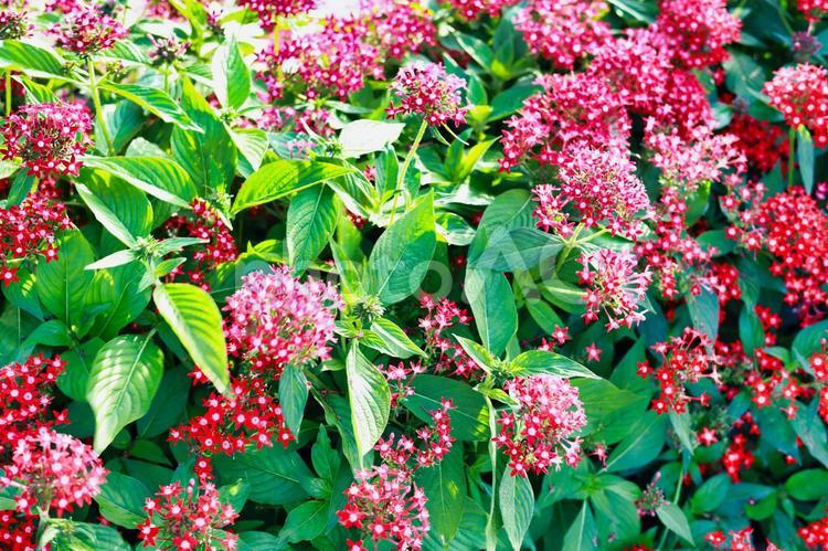 庭園の花の写真　自然の素材 野草,野生,自生の写真素材