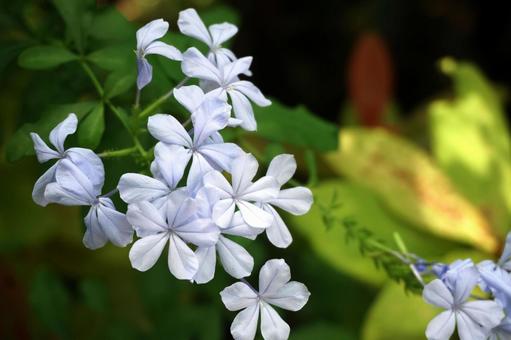 ルリマツリ ルリマツリ ルリマツリ,花,flowerの写真素材