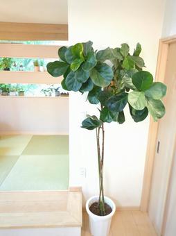大型観葉植物 カシワバゴムバンビーノ 大型観葉植物 カシワバゴムバンビーノ 大型観葉植物,観葉植物,フィカスの写真素材