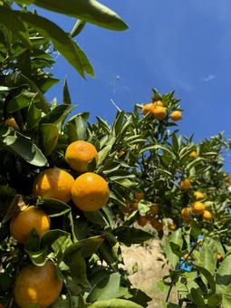 みかんと秋の空 木,イメージ,和歌山の写真素材