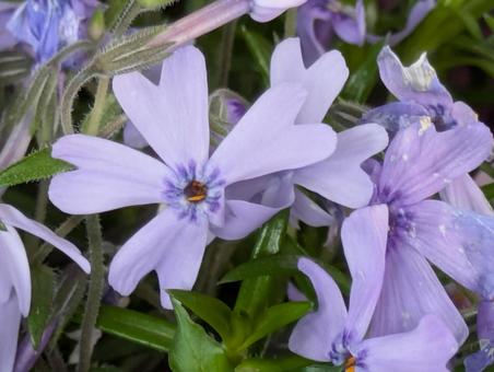 薄紫の芝桜 芝桜,花,はなの写真素材