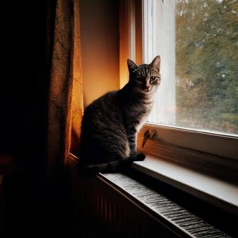 窓辺の猫 窓辺の猫の写真