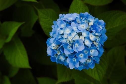 しっとりとした6月に似合う紫陽花 6月,アジサイ,梅雨の写真素材