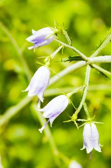 ツリガネニンジンの紫色の花 ツリガネニンジンの紫色の花の写真