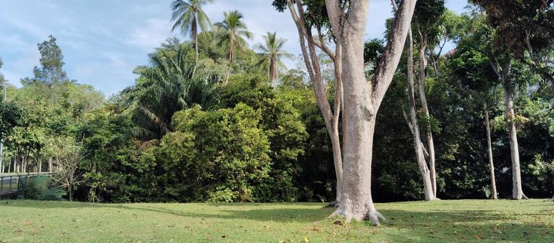 広々とした公園とヤシの木 広々とした公園とヤシの木の写真
