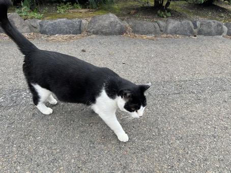 ツートン猫１ cat,猫,野良猫の写真素材