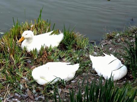 池の岸辺でくつろぐ3羽のアヒル アヒル,鳥,鳥類の写真素材