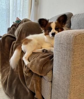 意地でも座る犬 パピヨン,papillon,犬の写真素材