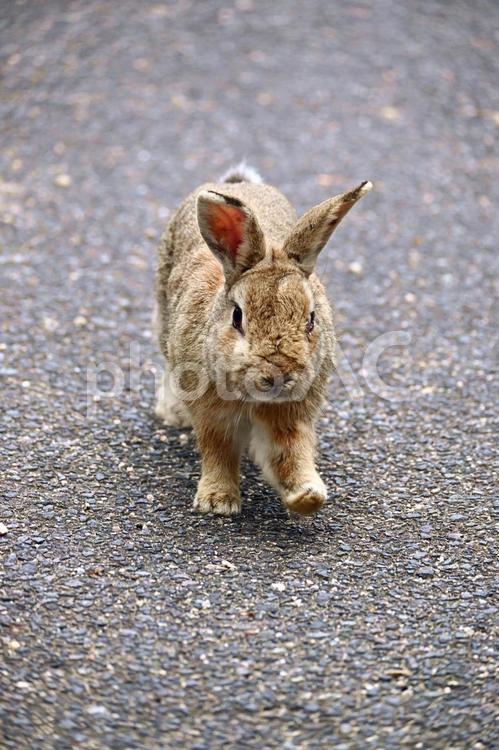 駆け寄ってくる仔ウサギ ウサギ,仔ウサギ,大久野島の写真素材