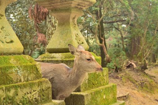 A deer peeking out from between two moss lanterns, deer, animal, creatures, JPG