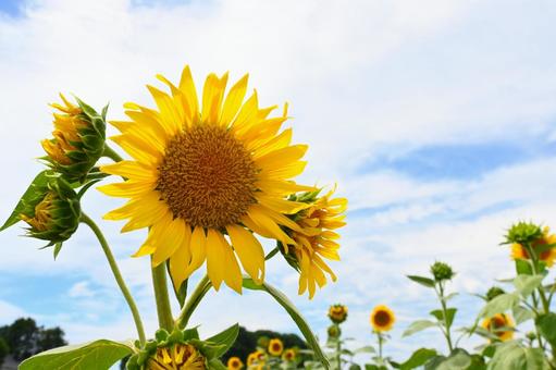 ひまわり畑７ ひまわり,向日葵,ひまわり畑の写真素材