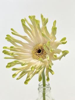 Photo, flower, plant, gerbera, 
