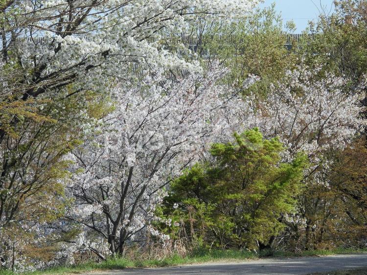 稗田川の桜 稗田川,桜,春の写真素材