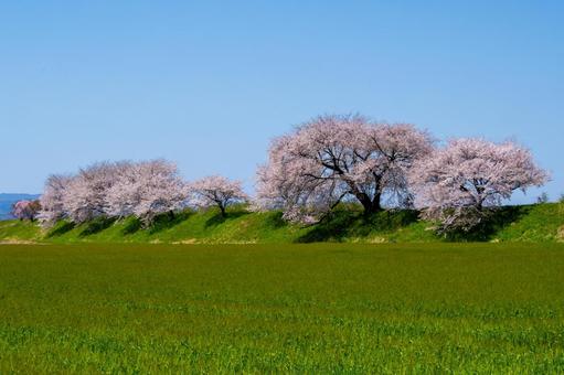 桜満開の麦畑 桜満開の麦畑 桜,快晴,爛漫の写真素材