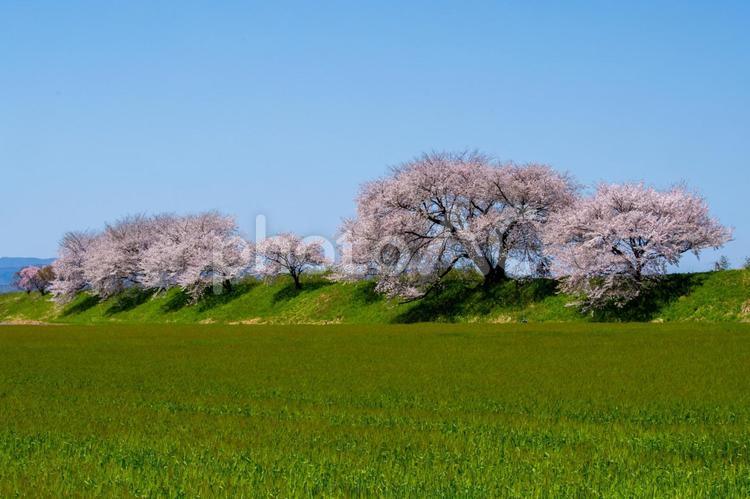 桜満開の麦畑 桜,快晴,爛漫の写真素材