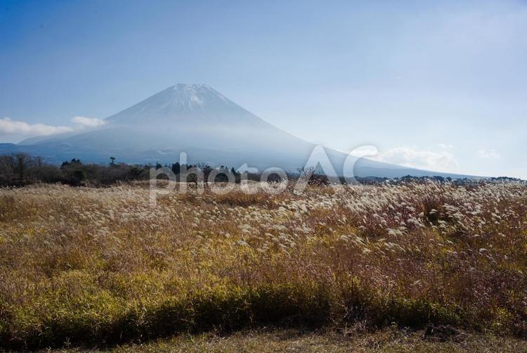 富士山とすすきの群生 富士山,寒い,日本の写真素材