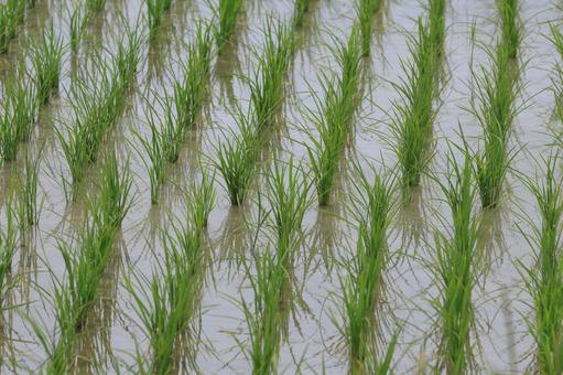 Photo, paddy field, rice, field, 