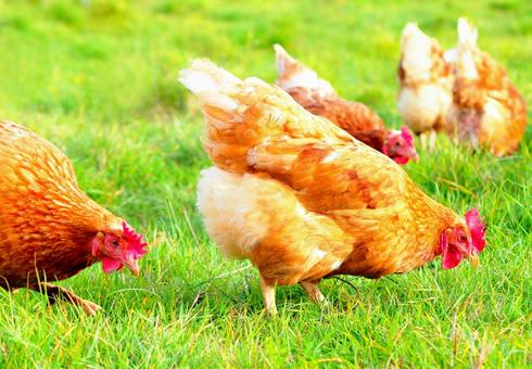 とさかのあるニワトリ地鶏チキン鶏舎養鶏場 とさかのあるニワトリ地鶏チキン鶏舎養鶏場 とさか,地鶏,鶏の写真素材