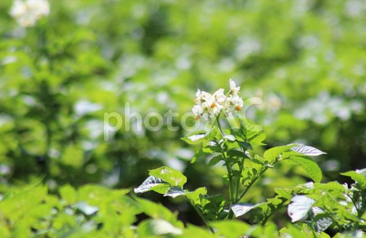 ジャガイモ畑　白花1 ジャガイモ畑,ジャガイモの花,ジャガイモの白い花の写真素材