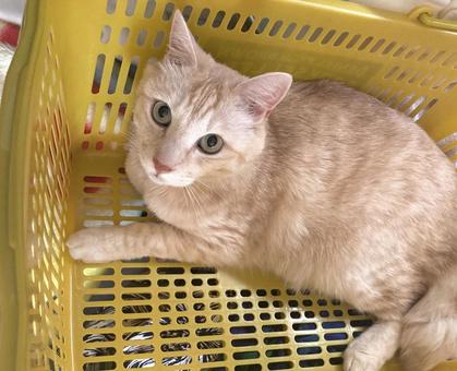 Photo, cat, shopping, basket, 