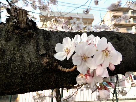 横に伸びた枝の途中に咲いた桜の花々 横に伸びた枝の途中に咲いた桜の花々の写真