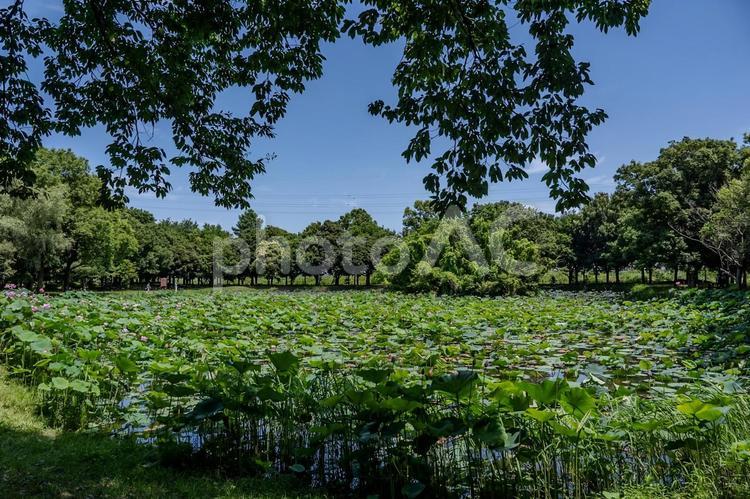 古代蓮の里2025年 ハス,蓮,花の写真素材