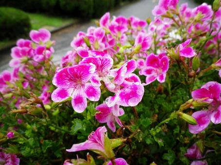 雨上がりのペラルゴニウムの花 ペラルゴニウム,ナツザキテンジクアオイ,ピンクの写真素材