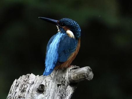 倒木の上にとまるカワセミの写真