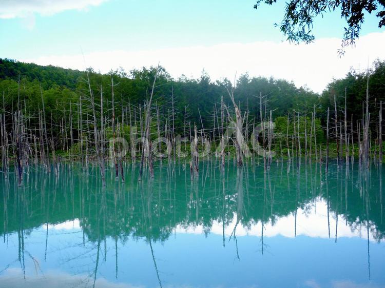 北海道　青い池 青い池,池,枯れ木の写真素材