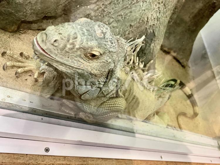 ガラスにピッタリ周りの様子伺い中イグアナ イグアナ,生き物,動物園の写真素材