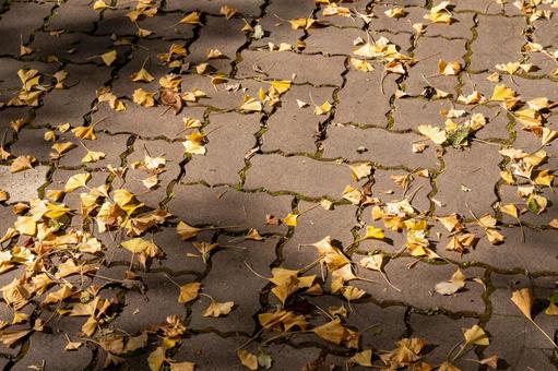 The ground of the park where the fallen leaves of ginkgo are scattered, park, autumn, ground, JPG