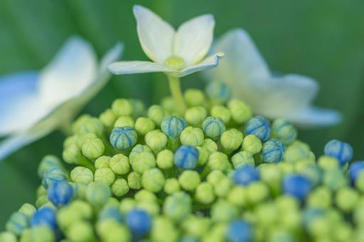 大宮第二公園の紫陽花 大宮第二公園の紫陽花の写真