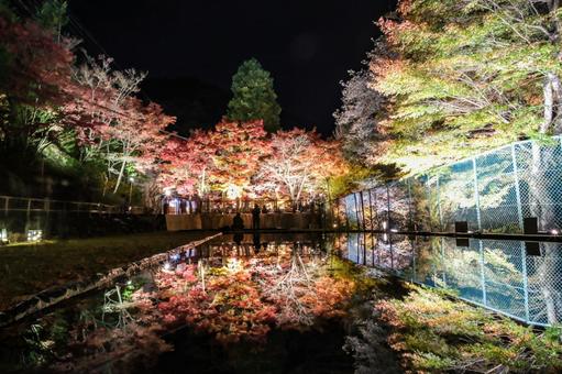紅葉 紅葉の写真