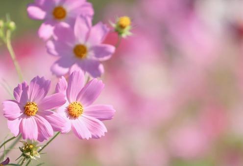 コスモス10 コスモス10 コスモス,秋桜,秋イメージの写真素材