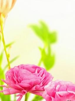 ラナンキュラスの花 ラナンキュラスの花の写真