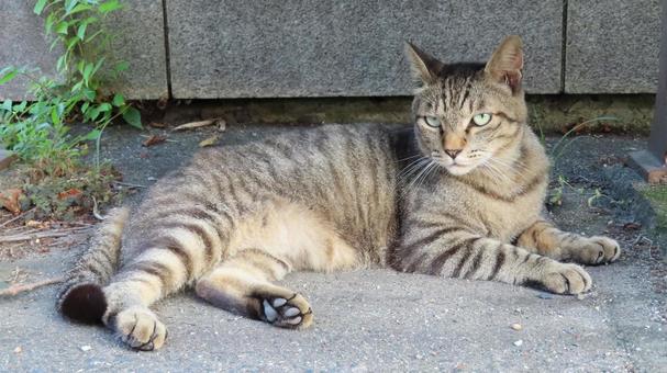 ベンチの下で夕涼みしているもふもふな猫 ベンチの下で夕涼みしているもふもふな猫 猫,キジトラ,寝そべるの写真素材