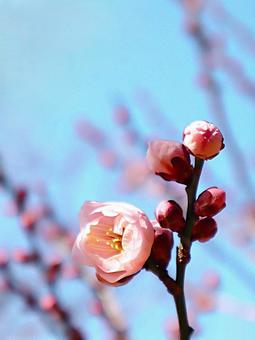 春の風景 梅の花 アップ 春の風景 梅の花 アップの写真