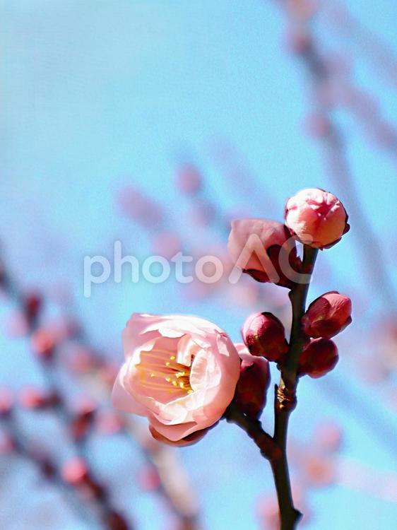 春の風景　梅の花　アップ 梅,梅林,春の写真素材