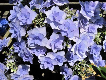 Hydrangea, JPG Hydrangea, JPG