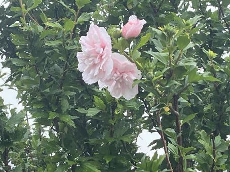 Rose of Sharon, JPG