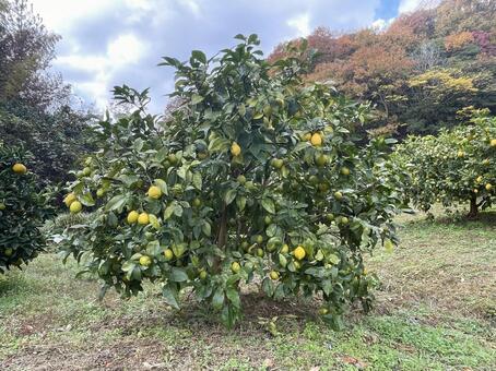 レモンの木 レモンの木,レモン畑,瀬戸内レモンの写真素材