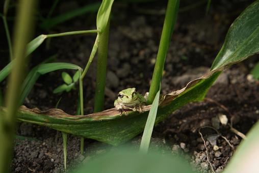 畑で見つけたアマガエル1-7 畑で見つけたアマガエル1-7 アマガエル,畑,生き物の写真素材