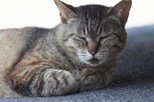 ねこ ねこの写真